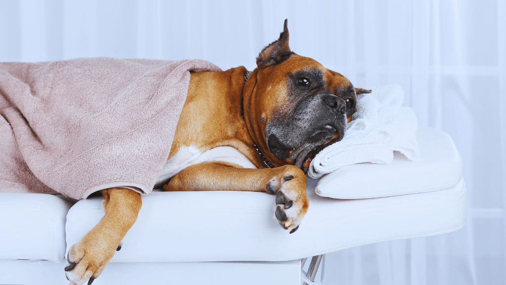 Canine Lymphoma Treatment