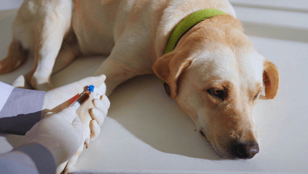 Canine Melanoma Diagnostic Tests