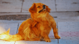 Canine Parasitic Worms