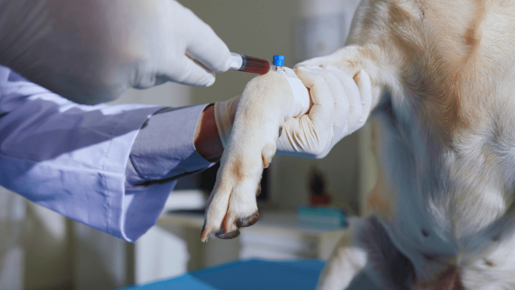 Caring for a Dog with Pneumonia: Tips and Treatments 1 Canine Pneumonia Care