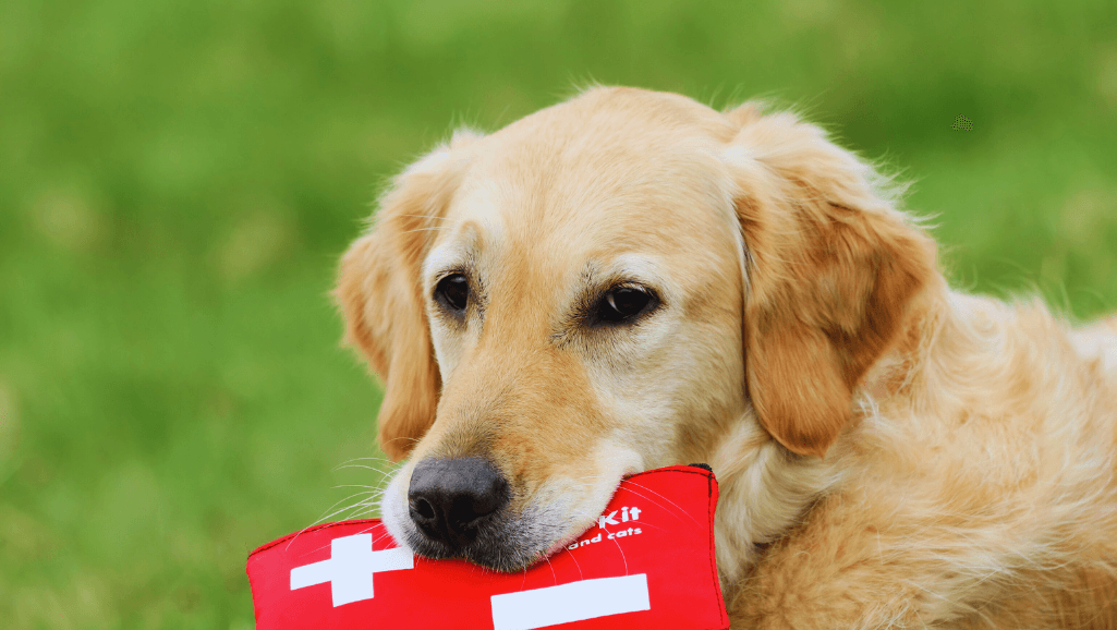 First Aid for Canine Poisoning: What to Do 1 Canine Poisoning First Aid