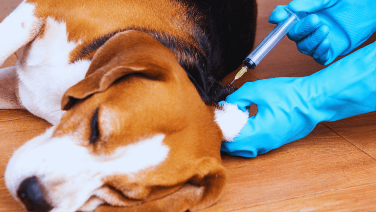 Canine Rabies Prevention: Vaccination and Safety 27 Canine Rabies Prevention