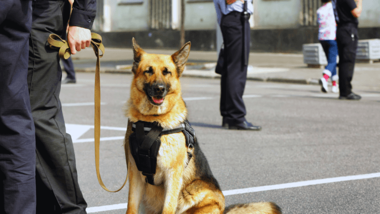 Canine Rabies Prevention: Vaccination and Safety 1 Canine Rabies Prevention