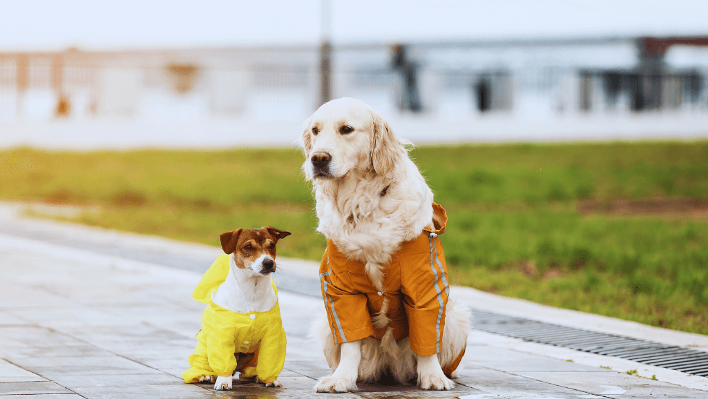 canine seasonal coat change