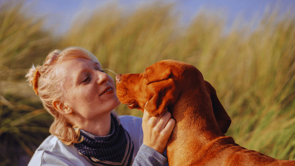 Canine Vestibular Disease