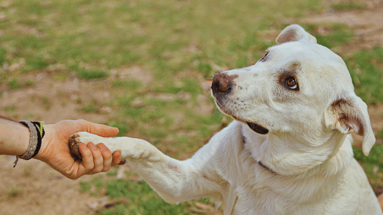 Essential Canine Winter Paw Care Tips 32 Canine Winter Paw Care,