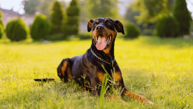 Doberman Pinscher: Loyal Guardians and Companions 62 Doberman Pinscher