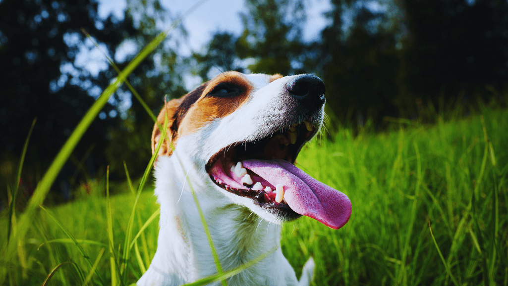 Exploring Causes and Solutions for Dog Bad Breath 1 Dog Bad Breath Causes