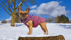 Dog Coat Health in Winter
