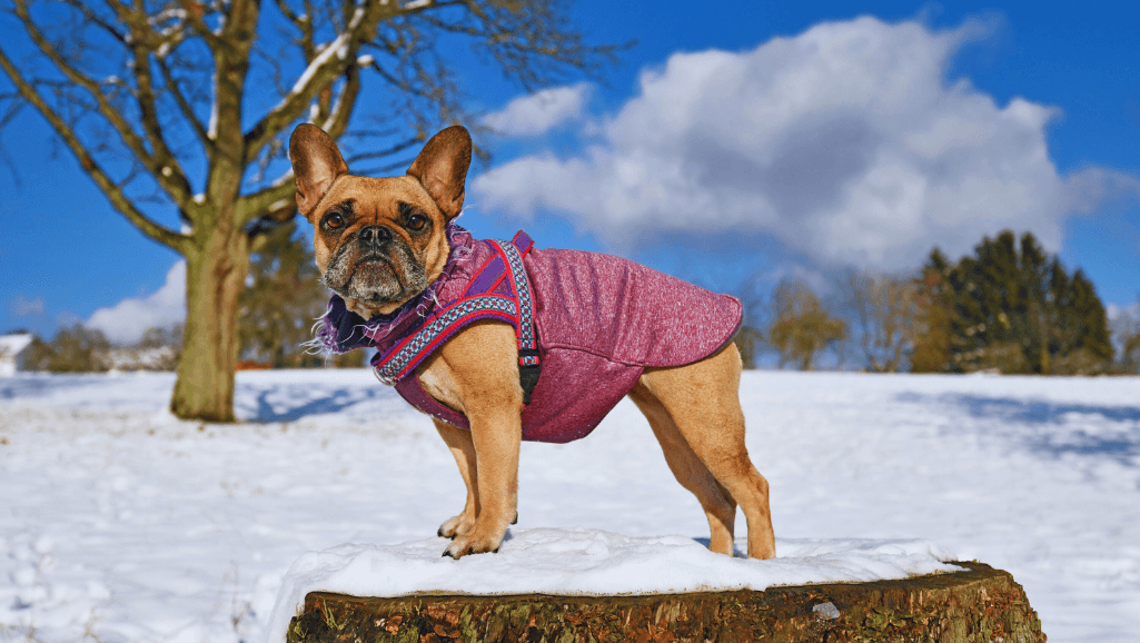 Dog Coat Health in Winter