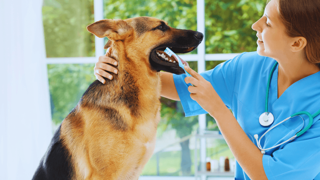 Dog Dental Care