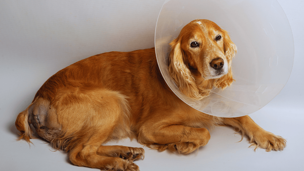 Dog Hernias