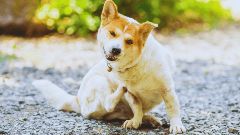 Home Remedies for Dog Itchy Skin 87 Dog Itchy Skin Remedies