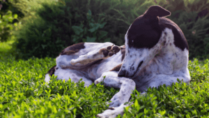 Dog Parasites in Summer