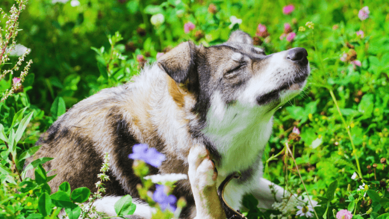 Dog Parasites in Summer: Prevention Tips 50 Dog Parasites in Summer,