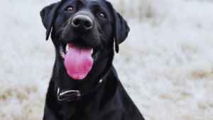 Dog Patellar Luxation