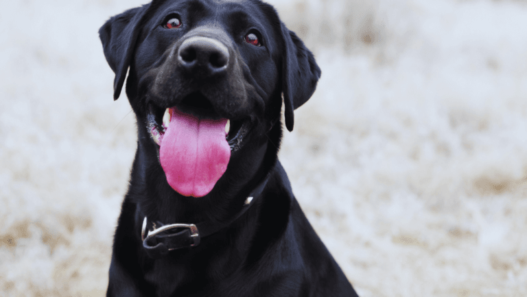Dealing with Dog Patellar Luxation 103 Dog Patellar Luxation