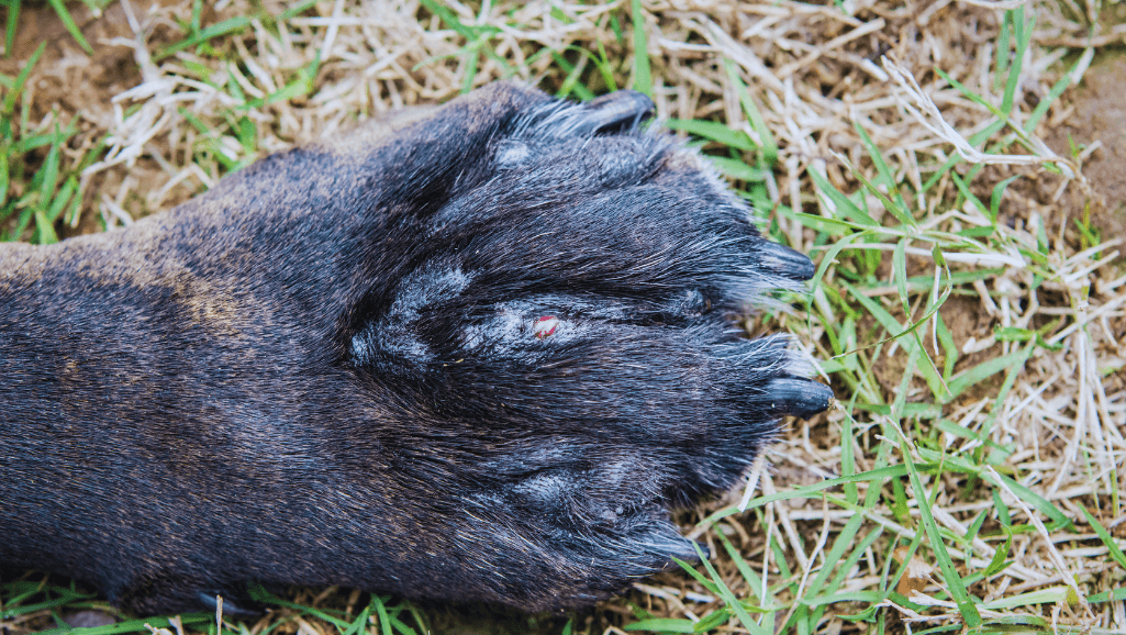 Dog Paw Yeast Infection