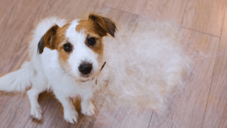 Managing Dog Seasonal Anxiety: Causes and Solutions 7 Dog Seasonal Anxiety