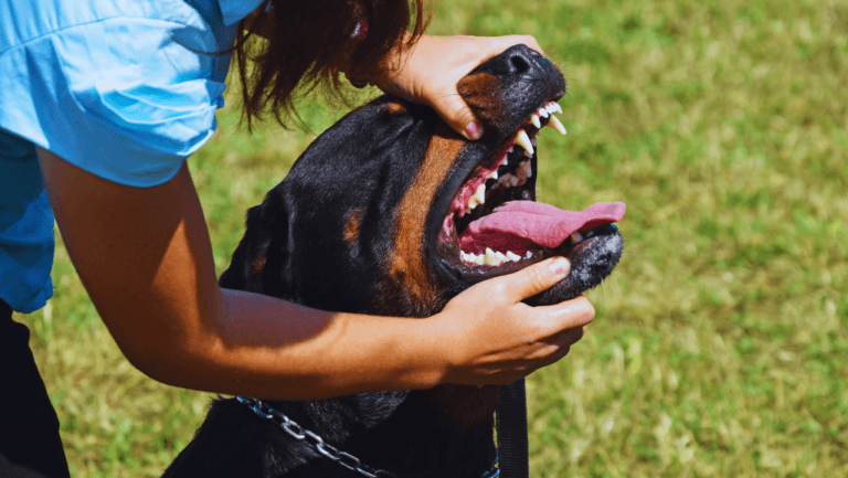 Addressing Dog Tooth Abscess: Symptoms and Care 7 Dog Tooth Abscess