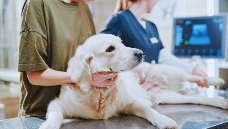 Treatment Options for Dog Torn ACL 39 Dog Torn ACL Treatment