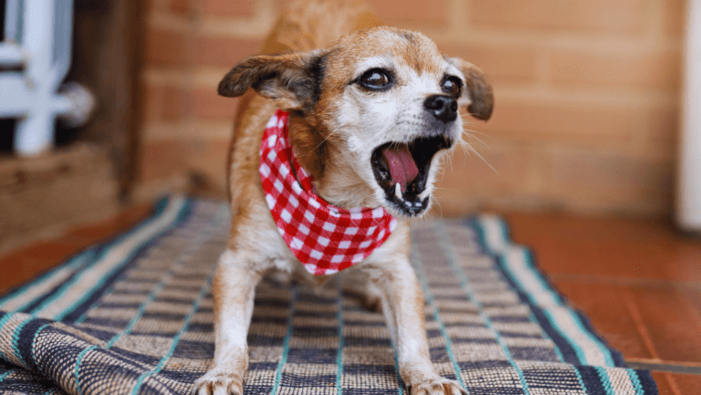 Why Does My Dog Bark at the TV? Solutions 25 Dog barks at TV,