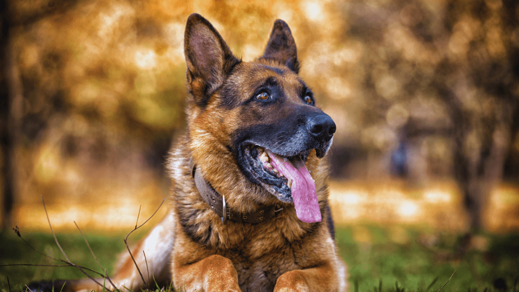 German Shepherd: Loyal and Intelligent Canine Companion 1 German Shepherd