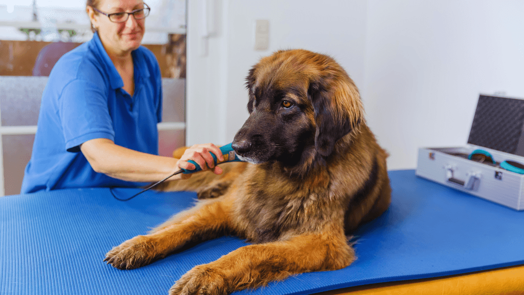 Physiotherapy for dog's recovery