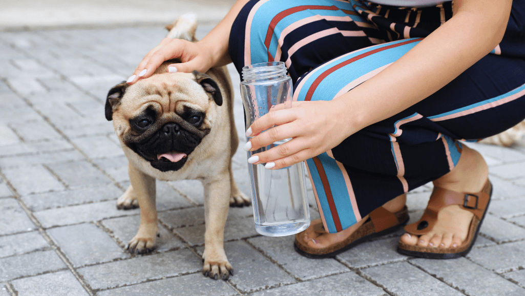 Preventing Hot Spots in Dogs