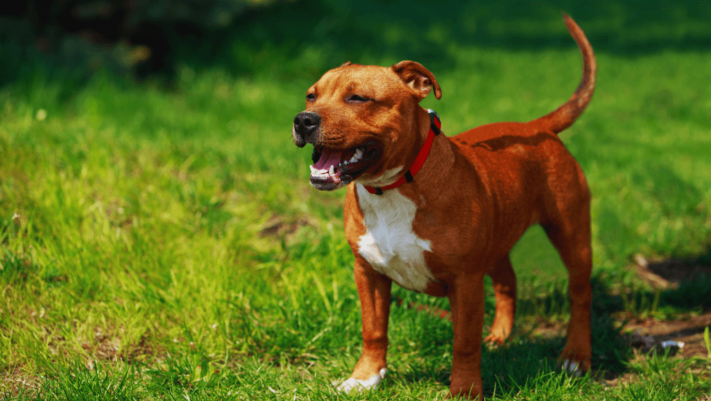 Staffordshire Bull Terrier: Loyal Family Companion 1 Staffordshire Bull Terrier