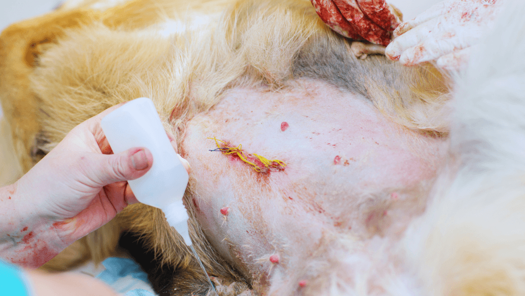 Surgical Treatment for Dog Hernias