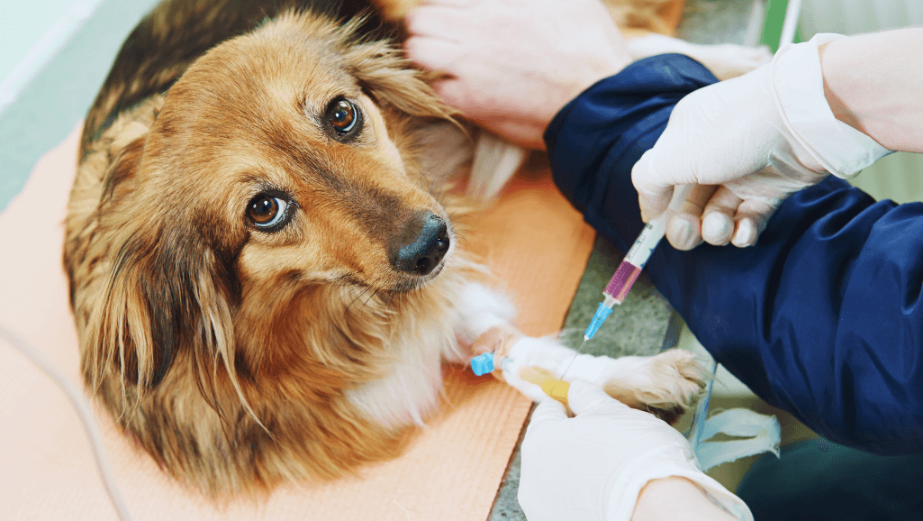 Veterinary Treatment