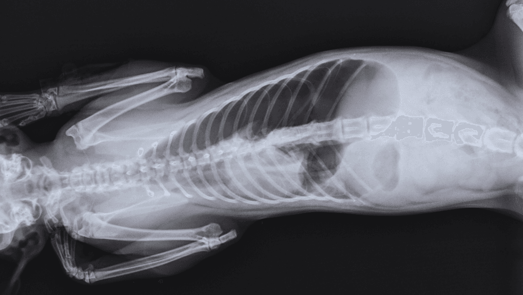X-rays for Dog Hernias