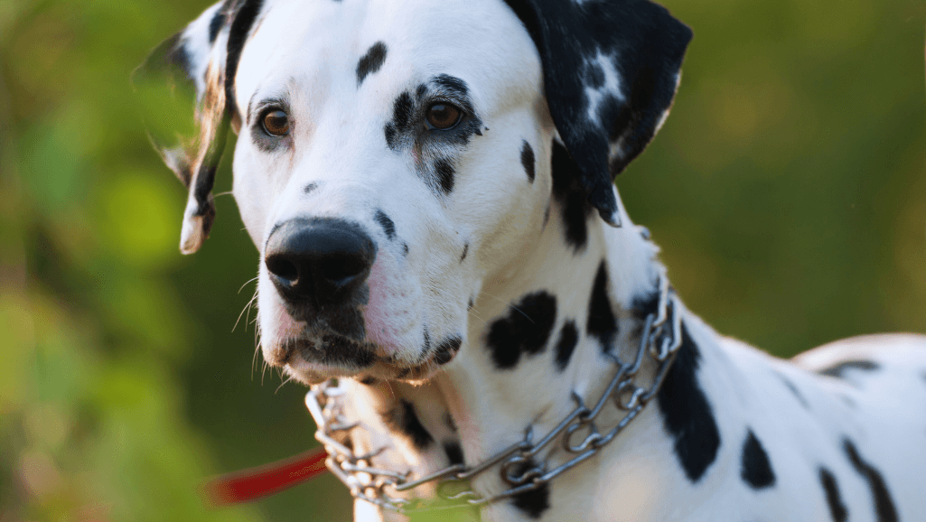causes of canine hot spots