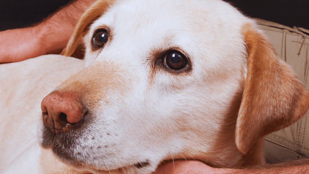 corneal ulcer complications