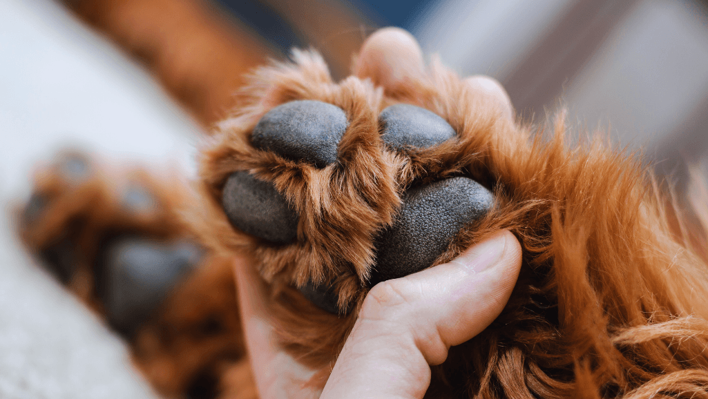 dog paw balm for winter