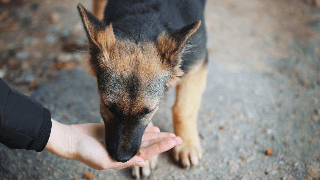 feeding cantaloupe to dogs