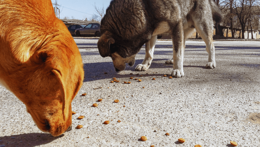 feeding cantaloupe to dogs
