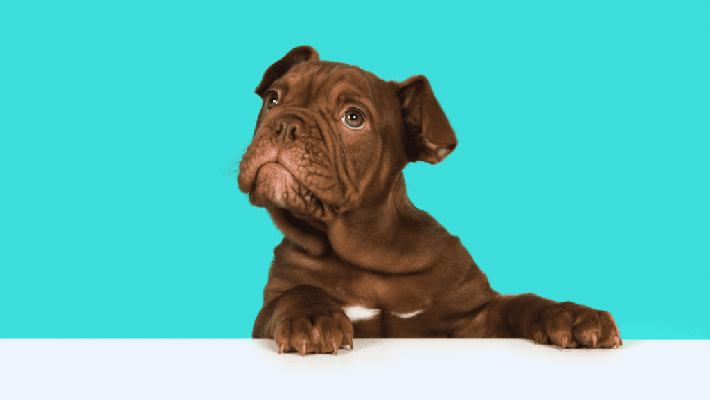prevent ice buildup on dog paws