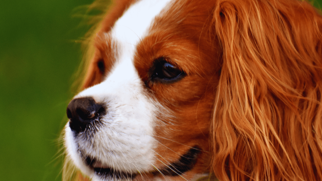 Cavalier King Charles Spaniel, a gentle and affectionate small dog breed