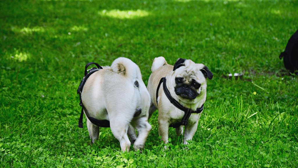 Boston Terrier, a compact and lively apartment-friendly canine