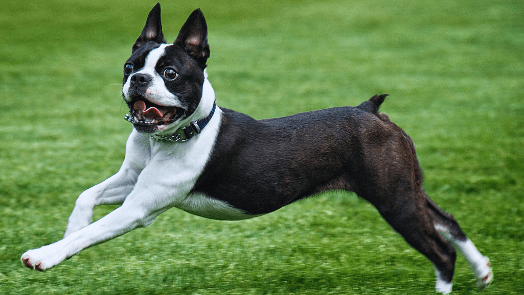 Boston Terrier, a compact and lively apartment-friendly canine