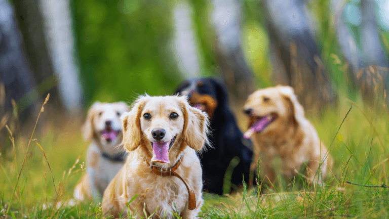 Best Small Dogs: Top Breeds for Compact Spaces 67 best small dogs