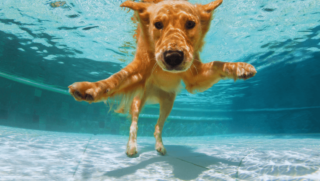 Labrador Retriever family dogs