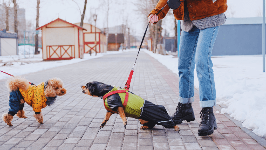 A professional dog aggression trainer working with an aggressive dog