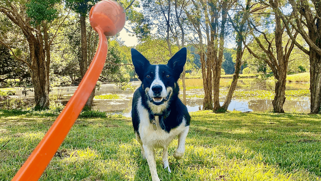 Automatic ball launcher for dogs
