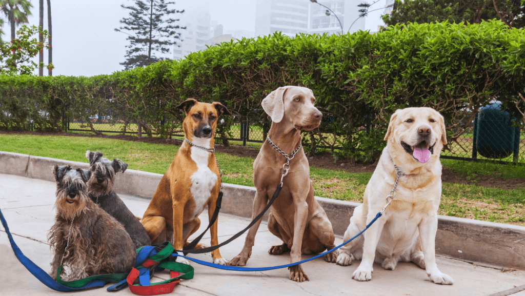 Big Non-Shedding Breeds
