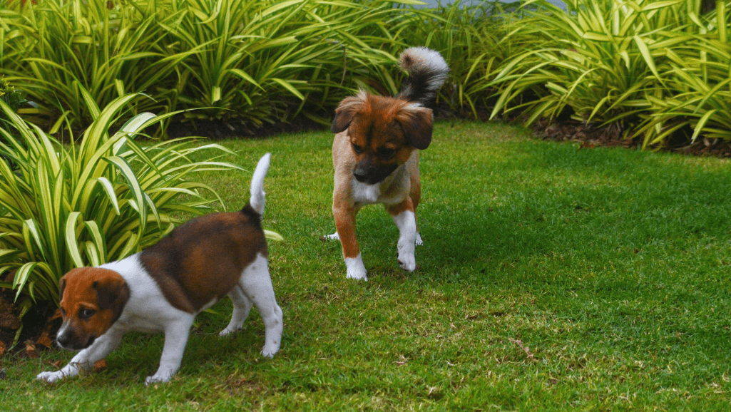 Breed-Specific Low Fat Dog Food