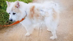 Canine Atopic Dermatitis