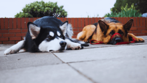 Canine Interaction Tips